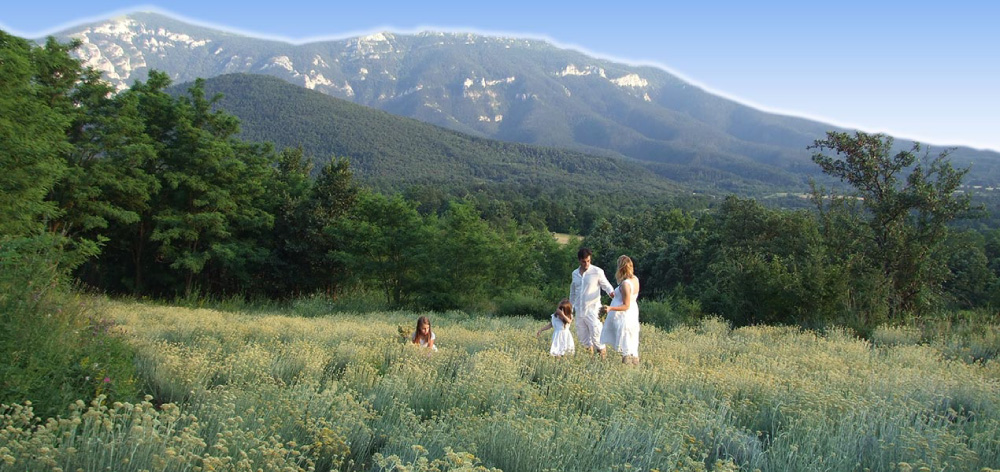 We and lovely Helichrysum field