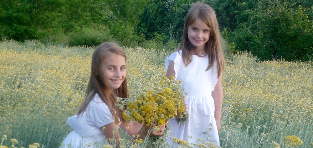 Young and pure Helichrysum - Smilje